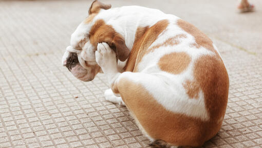 Yeast Infection in Dogs Symptoms Treatment Purina